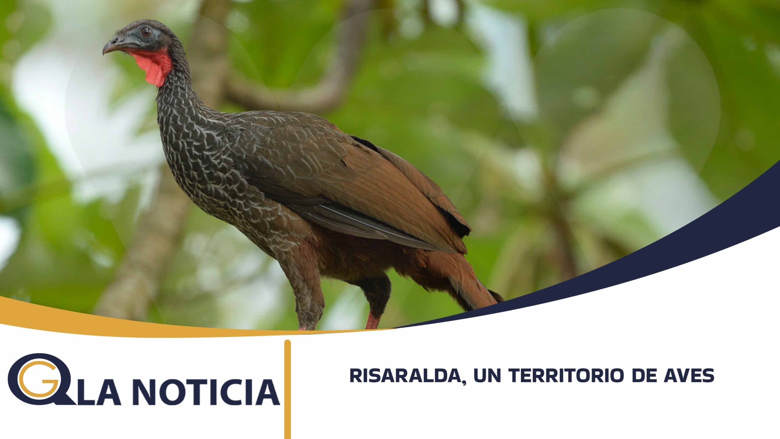 RISARALDA, UN TERRITORIO DE AVES: 900 ESPECIES Y 26 QUE SÓLO EXISTEN EN COLOMBIA
