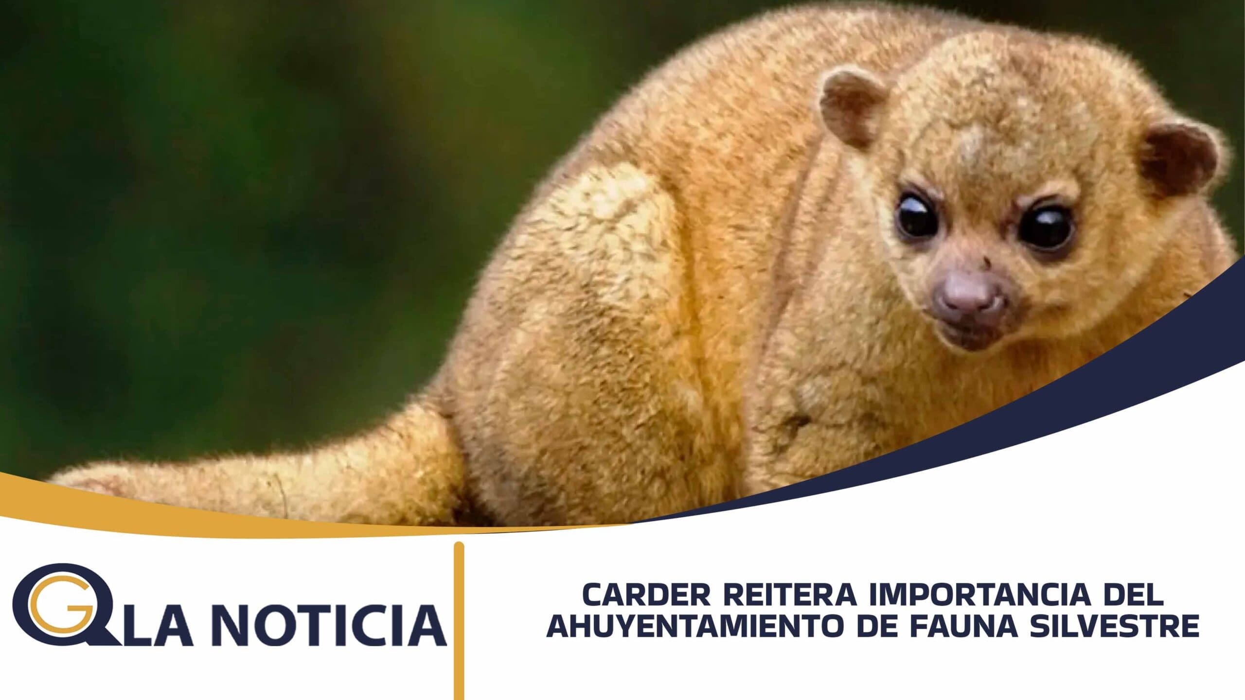 CARDER REITERA LA IMPORTANCIA DEL AHUYENTAMIENTO DE FAUNA SILVESTRE EN OBRAS DE CONSTRUCCIÓN