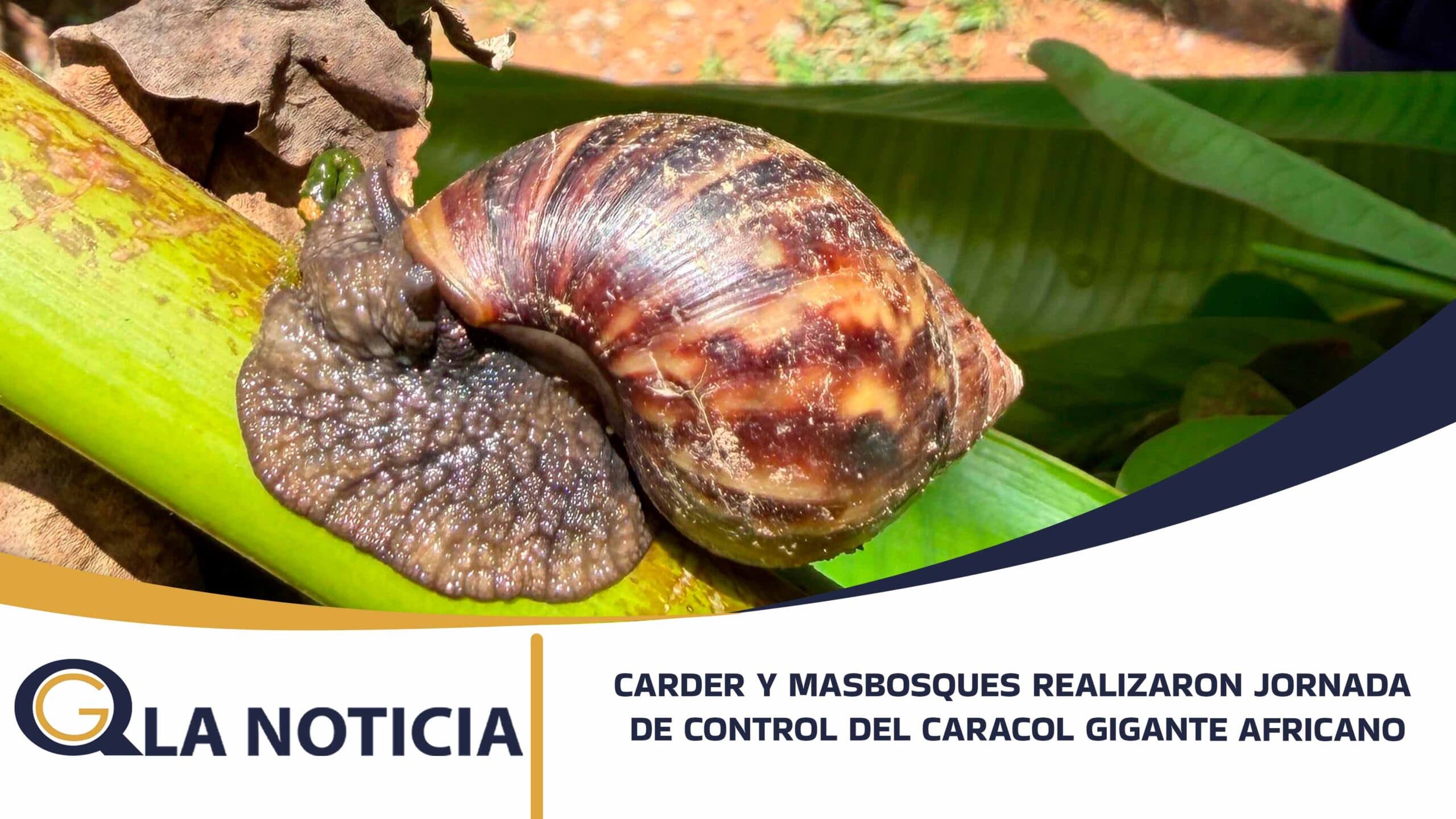 CARDER Y MASBOSQUES REALIZARON JORNADA DE CONTROL DEL CARACOL GIGANTE AFRICANO EN SANTUARIO