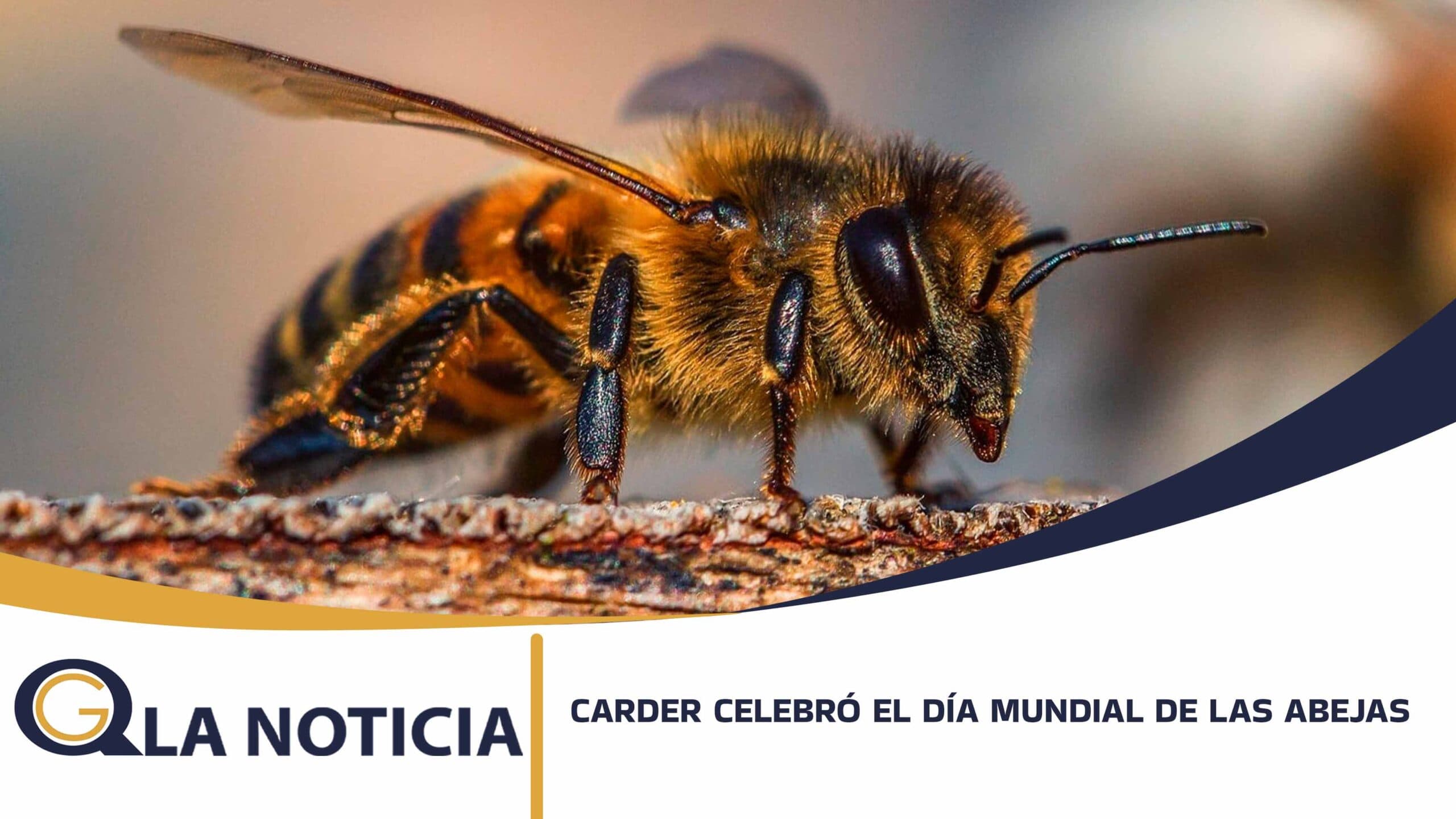 LA CARDER CELEBRÓ EL DÍA MUNDIAL DE LAS ABEJAS RECONOCIENDO EL GRAN PAPEL DE ESTAS POLINIZADORAS