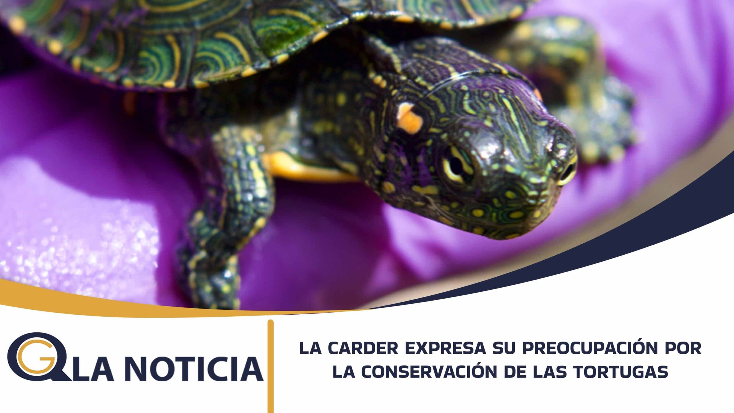 LA CARDER EXPRESA SU PREOCUPACIÓN POR LA CONSERVACIÓN DE LAS TORTUGAS EN EL DÍA MUNDIAL DE ESTA ESPECIE
