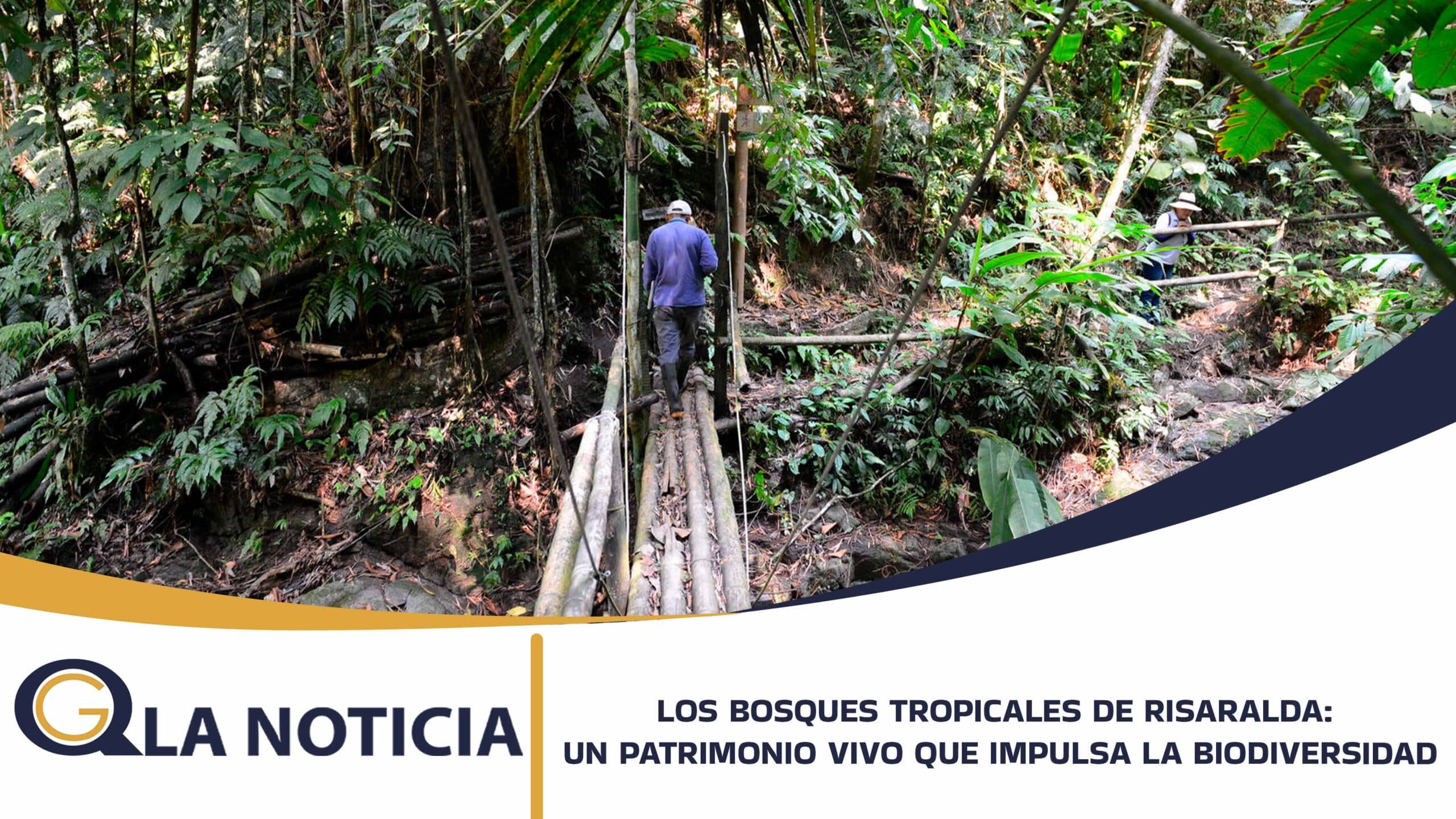 LOS BOSQUES TROPICALES DE RISARALDA: UN PATRIMONIO VIVO QUE IMPULSA LA BIODIVERSIDAD