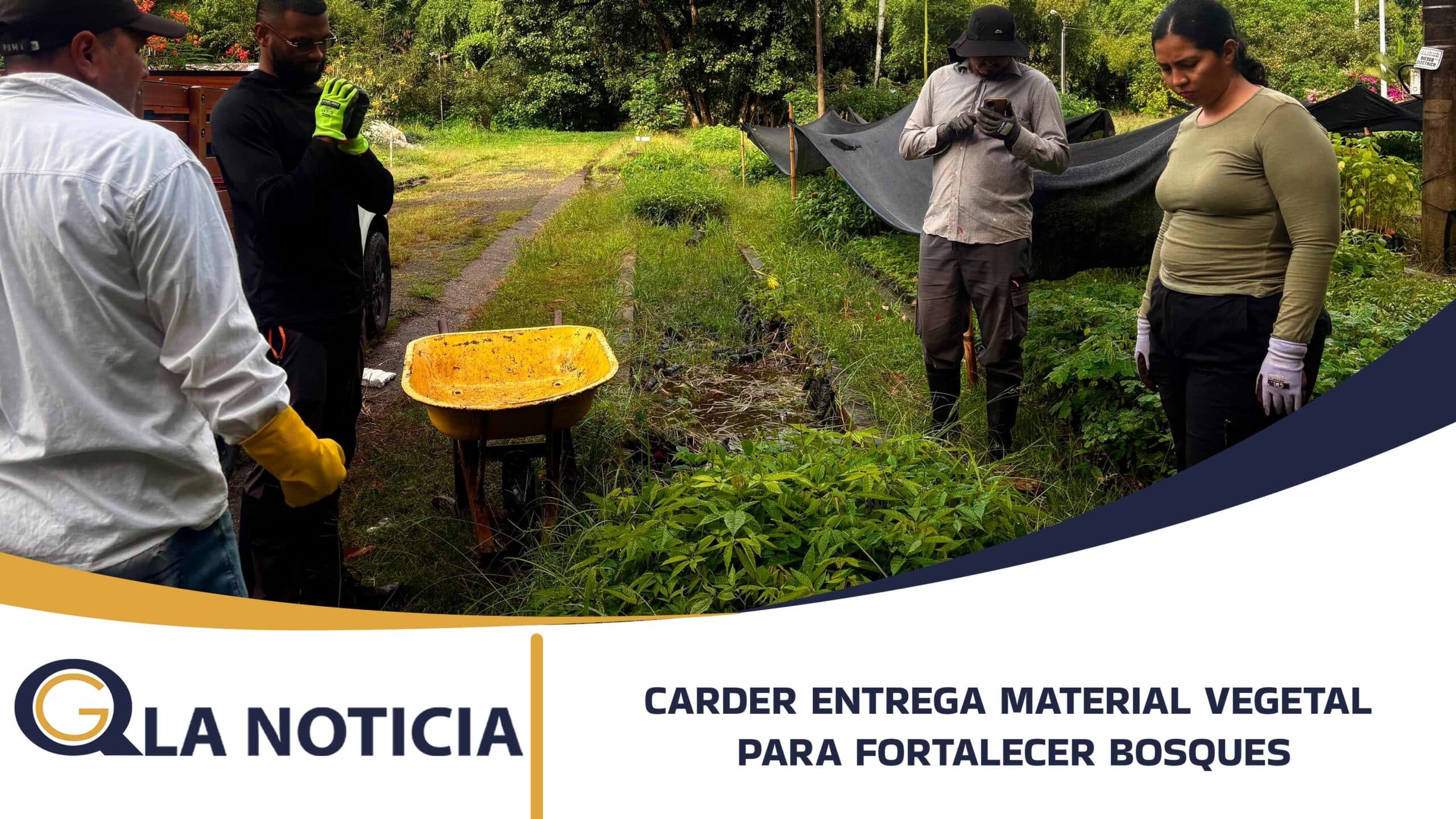 EN DOS PASOS PUEDE SOLICITAR MATERIAL VEGETAL A LA CARDER PARA FORTALECER LA COBERTURA BOSCOSA EN RISARALDA